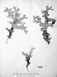 Lobaria pulmonaria image